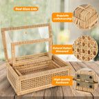 Cajas expositoras de rat�n con tapas de vidrio - Juego de 2